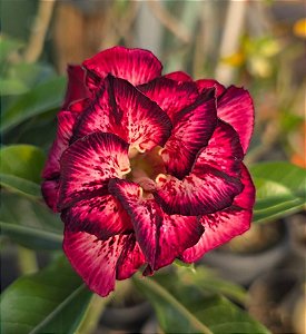 Rosa do Deserto Enxerto Lm-288 Muda Baby