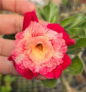 Rosa do Deserto Enxerto Fidamãe Muda Baby