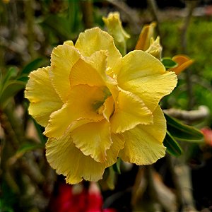 Rosa do Deserto Enxerto GF-101 Amarela Muda Baby