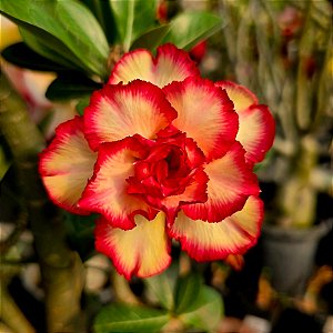 Rosa do Deserto Enxerto Afrodite Muda Baby