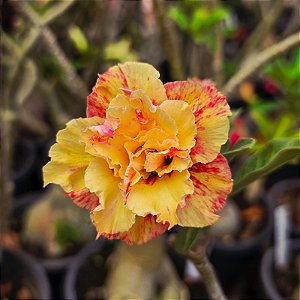 Rosa do Deserto Enxerto Sophia Muda Baby