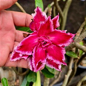 Rosa do Deserto Enxerto Santa Claus Muda Baby