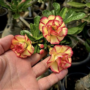 Rosa do Deserto Enxerto Tropical