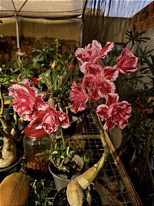 Rosa do Deserto Enxerto Peach Pop Muda Baby