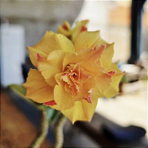 Rosa do Deserto Enxerto L-20 Muda Baby Amarela