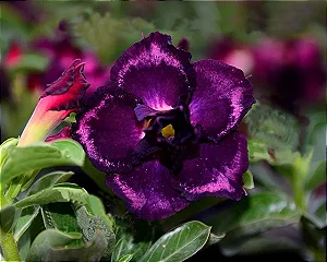 Rosa do Deserto Enxerto Via Láctea Muda Baby