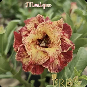 Rosa do Deserto Enxerto Monique Muda Baby