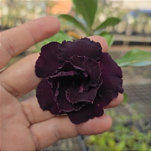 Rosa do Deserto Enxerto Triple Indigo Muda Baby