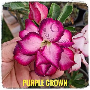 Rosa do Deserto Enxerto Purple Crown baby