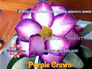 Rosa do Deserto Enxerto Purple Crown baby
