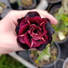 Rosa do Deserto Enxerto Vampira pra matriz