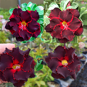 Rosa do Deserto Enxerto Mat-3 pra matriz