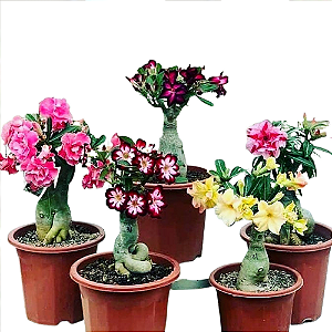 Kit 5 Matrizes Rosas do Deserto Enxertadas Sortidas sem identificação