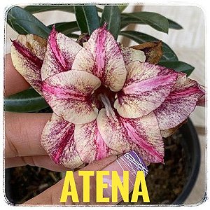 Rosa do Deserto Enxerto Atena matriz