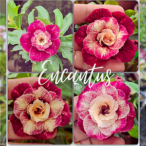 Rosa do Deserto Enxerto Encantus matriz