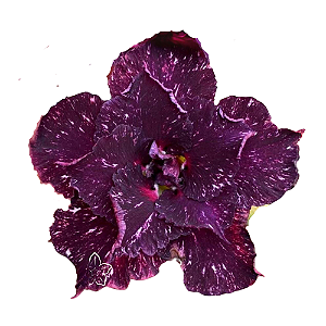 Rosa do Deserto Enxerto Céu Estrelado matriz