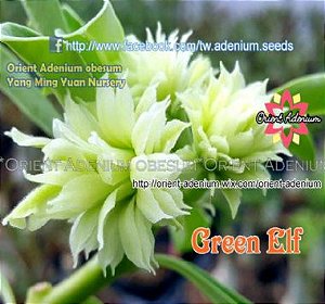 Rosa do Deserto Enxerto Green Elf matriz