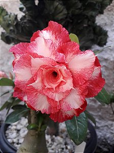 Rosa do Deserto Enxerto Lbg1 matriz