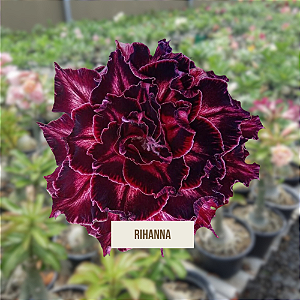 Rosa do Deserto Enxerto Rihanna matriz