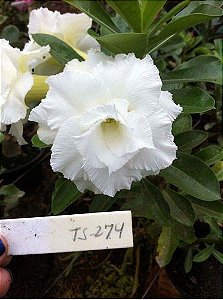 Rosa do Deserto Enxerto TS-274 Branca baby