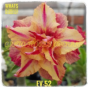 DUPLICADO - Rosa do Deserto Enxerto EV-52