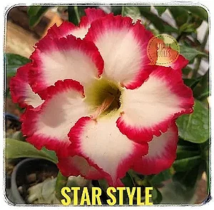 Rosa do Deserto Enxerto Star Style baby
