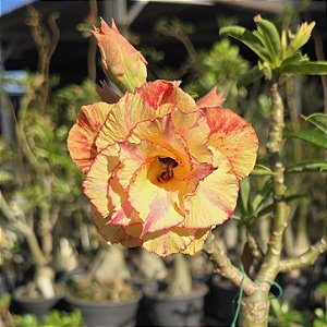 Rosa do Deserto Enxerto Lm-44 Matizada Muda Baby