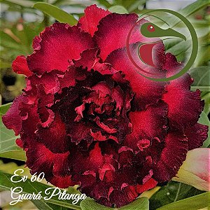 Rosa do Deserto Enxerto Guara Pitanga EV-60 baby