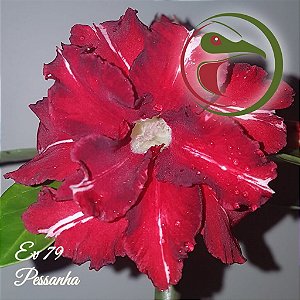 Rosa do Deserto Enxerto Pessanha EV-79 baby