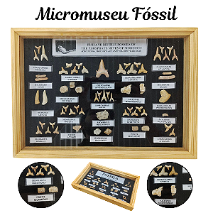 Micromuseu de Parede Fósseis Marinhos Caixa de Madeira Fóssil de Tubarão