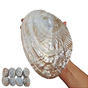 Concha Madrepérola Grande Natural 15cm Concha Polida Sem Furo para Caviar