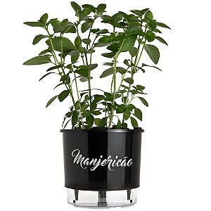 Vaso Raiz Autoirrigável Médio Preto Horta Plantar Tempero Manjericão