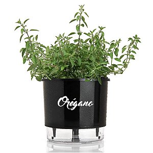 Vaso Raiz Autoirrigável Médio Preto Horta Plantar Tempero Orégano