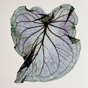 JOGO AMERICANO BIOFILIA