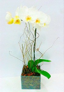 ORQUÍDEA PHALAENOPSIS BRANCO NA BASE DE VIDRO (G)