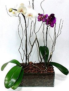 KIT COM 2 PHALAENOPSIS PEQUENOS NO CACHEPOT VIDRO