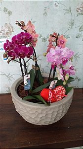 jardim mini orquideas