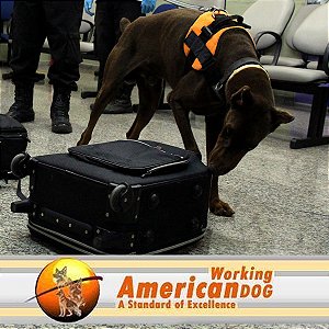 Certificação American Working Dogs