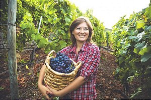 Resveratrol