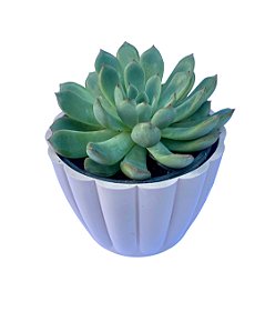 Suculenta no vaso