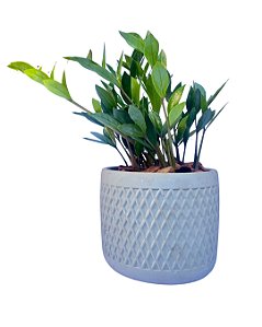 Zamioculca + vaso