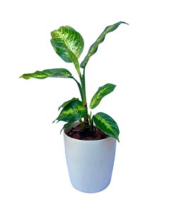 Planta Comigo-ninguém-pode