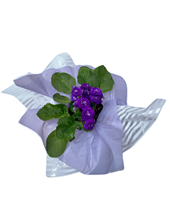 Violeta