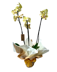 Orquídea amarela