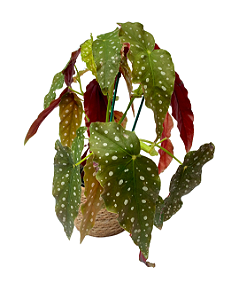 Begônia Coccinea no vaso