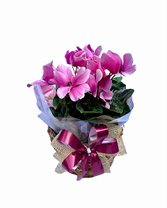 Cesta Ciclame Rosa
