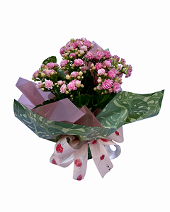 Calandiva rosa