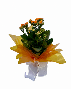 Calandiva Laranja