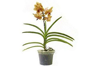 Orquídea Vanda - Amarela