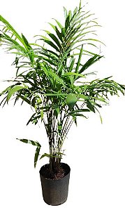 Ravenala, Comprar muda de palmeira ravenala online no RJ, Palmeira rav -  Flora Delivery